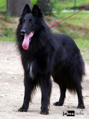 Bandit vom Waldeckerland